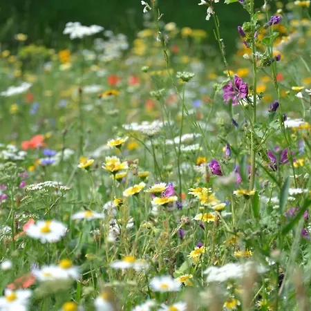 Zielono Mi - W Lapalicach Σπίτι διακοπών Lapalice