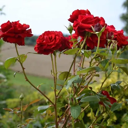 Σπίτι διακοπών Zielono Mi - W Lapalicach *