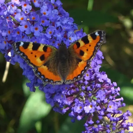Zielono Mi - W Lapalicach Σπίτι διακοπών *