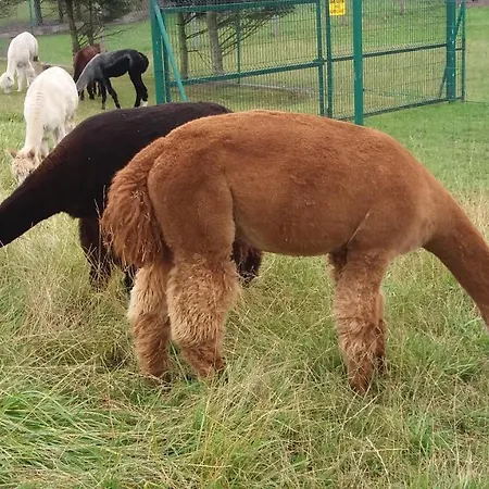 Zielono Mi - W Lapalicach * Lapalice