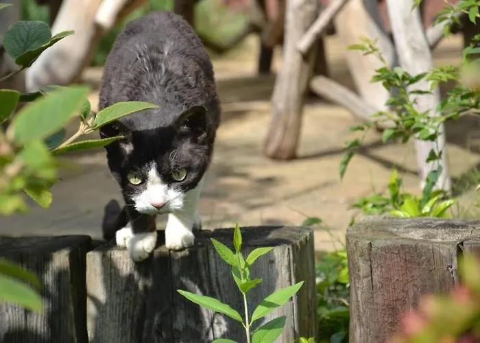 Zielono Mi - W Lapalicach