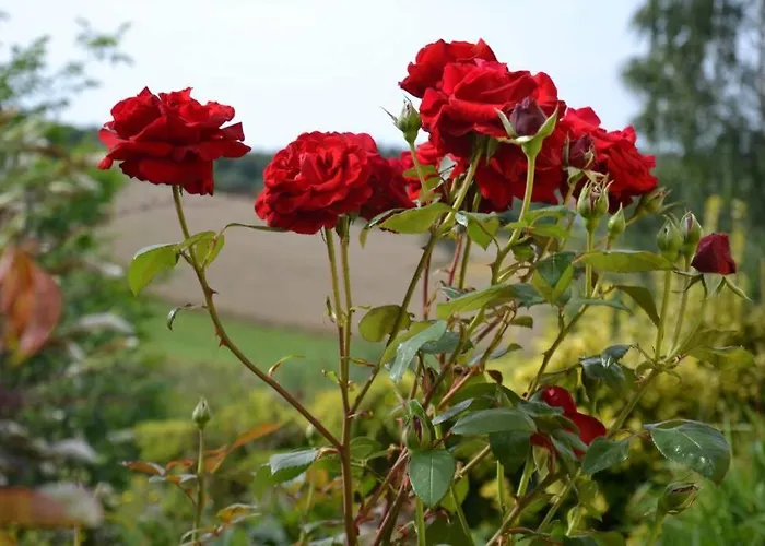 Prázdninový dům Zielono Mi - W Lapalicach *