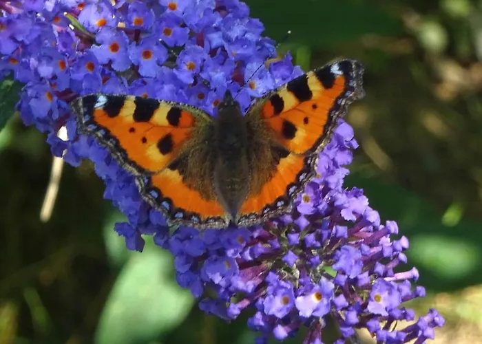 Zielono Mi - W Lapalicach Prázdninový dům *