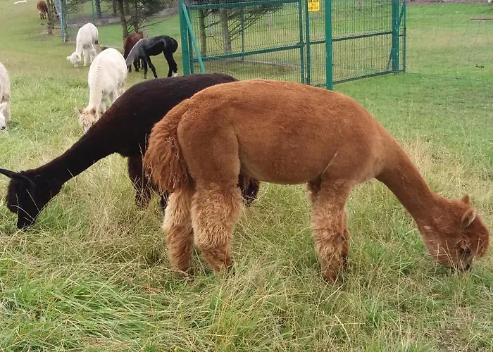 Zielono Mi - W Lapalicach * Lapalice